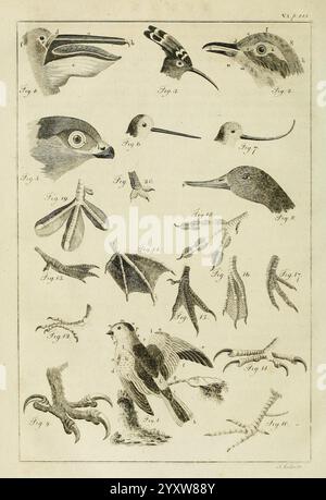 Das Tiersystem, das Königreich oder das zoologische System, der, gefeierte, Sir, Charles, Linnaeus, Edinburgh, gedruckt, für A, Strahan, und T, Cadell, London und W, Creech, Edinburgh, 1792, Birds, Säugetiere, Klassifizierung, Eine detaillierte Illustration mit verschiedenen ornithologischen Studien, die verschiedene Vogelarten und anatomische Merkmale zeigt. Das Bild ist in nummerierte Figuren unterteilt, die jeweils bestimmte Aspekte wie Köpfe, Schnäbel, Füße und Flügel verschiedener Vögel darstellen. Die Vielfalt der Vogelanatomie wird hervorgehoben und zeigt komplizierte Details von Federn, Klauen und Gesichtsstrukturen, Providin Stockfoto