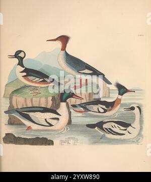 Illustrationen der amerikanischen Ornithologie von Alexander Wilson und Charles Lucian Bonaparte, Edinburgh, Frazer & Co, 1835, Birds, Vereinigte Staaten, Nordamerika, Bildwerke, Eine lebendige Darstellung von fünf verschiedenen Arten von Wasservögeln, die jeweils einzigartig dargestellt werden, um ihr verziertes Gefieder und ihre Merkmale hervorzuheben. Die Szene zeigt einen markanten Vogel mit einem hohen Wappen, der selbstbewusst auf einem Felsvorsprung thront und von mehreren anderen in verschiedenen Posen umgeben ist. Unter ihnen fällt eine elegante Tauchente mit lebhaften Farben auf, während ein gedämpfter Vogel anmutig über die Wasseroberfläche gleitet. Die Rückseite Stockfoto