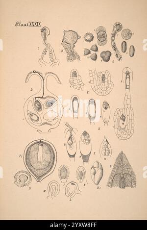 Plantenkunde voor Indië, Semarang, G. C. T. Van Dorp & Co, 1892, Indonesien, Pflanzen, zeigt die Abbildung eine Reihe detaillierter wissenschaftlicher Diagramme mit den Buchstaben A bis M, die verschiedene biologische Proben und anatomische Strukturen darstellen. Jeder nummerierte Teil hebt verschiedene Formen hervor, wie Embryonen, Zellstrukturen und Fortpflanzungsorgane, wodurch die Vielfalt in Morphologie und Entwicklung der Spezies deutlich wird. Die Vielzahl komplexer Designs unterstreicht die Komplexität biologischer Systeme. Anmerkungen, die wichtige Merkmale und Variationen identifizieren, dienen als Lehrmittel Stockfoto