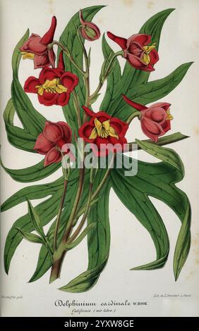 L'Illustration horticole, Gand, Belgien, Imprimerie et lithographie de F. et E. Gyselnyck, 1854-1896, Blumenzucht, Gartenbau, Gewächshäuser, Gartenbau, Zeitschriften, die Illustration zeigt das Delphinium cardinalis, allgemein bekannt als der Kardinal larkspur. Diese auffällige Pflanze zeigt leuchtend rote Blüten mit charakteristischen gelben Mittelpunkten, die elegant an hohen Stielen angeordnet sind. Das Laub besteht aus üppigen, grünen Blättern, die lanzenförmig und detailreich sind, was die Schönheit des Designs insgesamt unterstreicht. Die Komposition unterstreicht den natürlichen Charme des larkspur und lenkt die Aufmerksamkeit auf die Stockfoto