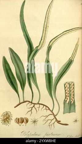 Exotic Flora Edinburgh gedruckt für W. Blackwood, 1823-27 Great Britain Plants Pictorial Works Plants Plants Cultured. Diese Illustration zeigt die botanische Studie von *Polybotryum perltusum* und zeigt seine langen grünen Blätter mit charakteristischen gesprenkelten Texturen. Das Wurzelsystem der Pflanze wird zusammen mit einer detaillierten Schnittansicht dargestellt, die seine einzigartige innere Struktur offenbart. Die Hauptdarstellung wird durch mehrere kleinere Darstellungen der Samen der Pflanze und zusätzliche botanische Elemente ergänzt, die zu einem umfassenden Verständnis dieser Art beitragen. Das Gesamtdesign betont den in Stockfoto