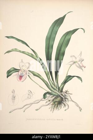 Pescatorea, Bruxelles, M. Hayez, 1860, Orchidaceae, eine exquisite Illustration der **Vandenboschilla catleyana**, die ihre Besonderheiten und natürliche Schönheit zeigt. Das Kunstwerk zeigt eine üppig grüne Pflanze mit langen, sich verjüngenden Blättern, die elegant von einem zentralen Stamm gebogen werden. Hervorzuheben sind zarte, komplizierte Blüten, die sich durch eine weiße Blütenstruktur und einen Hauch von Rosa im Hals auszeichnen, was die Komplexität der Orchideenfamilie symbolisiert. Begleitende Skizzen zeigen zusätzliche botanische Details, einschließlich der Struktur und Anordnung der Blume, die die Kunst und Präzision betonen Stockfoto
