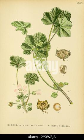 Billeder af Nordens Flora, København, G.E.C. Gad, 1901-1903 [d. h. 1907], Bildwerke, Pflanzen, Skandinavien., die Abbildung zeigt eine botanische Studie über zwei Arten der Malva-Gattung. Hervorzuheben sind die Blätter und Blüten der *Malva rotundifolia*, die sich durch ihre runden Blätter und zarten rosa Blüten auszeichnen. Dazu kommen detaillierte Darstellungen der Fruchtkörper, die ihre unverwechselbare Form und Textur zeigen. Zusätzlich ist *Malva neglecta* vertreten, was seine einzigartigen Eigenschaften unterstreicht. Die komplizierten Details unterstreichen die natürliche Schönheit und Komplexität von t Stockfoto