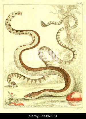 Natuurkundige Beschryving eener uitmuntende verzameling van zeldsaame gedierten Te Amsterdam, von J.B. Elwe, 1804, Haag, Indonesien, Niederlande, Bildwerke, Wirbeltiere, Westindien, Zoologie, Zoos, Hsavariety., die Illustration zeigt eine Vielzahl von Schlangen, die elegant gewickelt und in einer natürlichen Umgebung miteinander verflochten sind. Jede Schlange weist unterschiedliche Markierungen und Muster auf, die ihre einzigartigen Eigenschaften zeigen. Die obere linke Schlange ist schlank mit feinen Flecken, während die rechte Schlange eine länger gestreckte Form hat, die durch wellige Streifen verstärkt wird. Die zentrale Figur ist robust und besitzt eine Stange Stockfoto