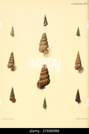 Conchologia Iconica oder Illustrationen of the Muscheln of Molluscous Animals, London, Reeve Brothers, 1843-1878, Mollusks, Bildwerke, Muscheln, eine elegante Illustration zeigt eine Sammlung von aufwändig gestalteten Meeresmuscheln, die jeweils mit einer Nummer als Referenz gekennzeichnet sind. Die Muscheln weisen eine Vielzahl von Formen und Mustern auf und zeigen ihre natürliche Schönheit und Vielfalt. Die Anordnung ermöglicht einen einfachen Vergleich und hebt die einzigartigen Eigenschaften jeder Probe hervor. Der Hintergrund ist subtil und verbessert die detaillierten Merkmale der Schalen, die von spiralförmigen Formen bis hin zu verlängerten en en reichen Stockfoto