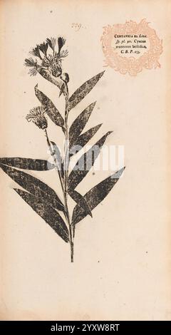 Flora Berolinensis, Berlin, die Schule, 1757-1758, Centaurea montana, Berlin, Botanik, Deutschland, Naturdrucke, Bildwerke, Pflanzen, Exemplare, Eine botanische Illustration mit einer zarten blühenden Pflanze mit langen, lanzenförmigen Blättern und Blütenbündeln. Die Blumen sind mit komplizierten Details dargestellt, die ihre einzigartige Form und Blütenblätter zeigen. Die Zusammensetzung wird von einem dekorativen Etikett oben rechts eingerahmt, das den Namen der Pflanze und zusätzliche Informationen über ihre Klassifizierung enthält. Dieses Stück spiegelt die detaillierten Beobachtungstechniken wider, die häufig im 19. Jahrhundert verwendet werden Stockfoto