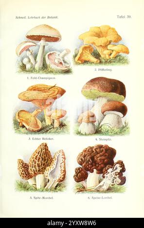 Lehrbuch der Botanik Leipzig Quelle & Meyer 1911 botany morel Champignon bolete falsche morel taxonomy: kingdom= fungi taxonomy: Phylum= basidiomycota agaricales boletus boletales taxonomy: Family= boletaceae taxonomy: Class= agaricomycetes taxonomy: Phylum= ascomycota taxonomy: Class= pezizomycetes pezizulacellales taxonomae taxonomae pacicae taxonomae canellae taxonomae agarecae baricus cae agaricus cae agaricus cae agariae Stockfoto