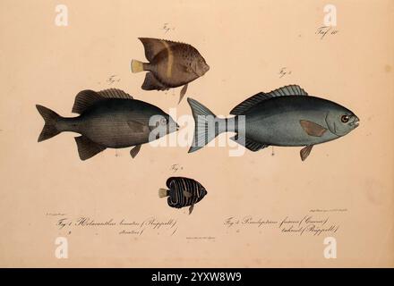 Neue Wirbelthiere zu der Fauna von Abyssinien gehörig Frankfurt am Main S. Schmerber 1835-1840 Tiere Kennzeichnung des Roten Meeres Äthiopien Zoologie Klassifizierung Meeresfische, die Abbildung zeigt eine Sammlung verschiedener Fischarten, die jeweils mit komplizierten Details und lebhaften Farben dargestellt werden. Der größte Fisch, der sich durch seinen stromlinienförmigen Körper und seine markante Färbung erkennen lässt, wird in vertikaler Anordnung von kleineren Exemplaren begleitet, die verschiedene Formen und Merkmale zeigen. Textbeschriftungen geben die wissenschaftlichen Namen und Klassifizierungen jeder Art an, die ein sorgfältiges s widerspiegeln Stockfoto