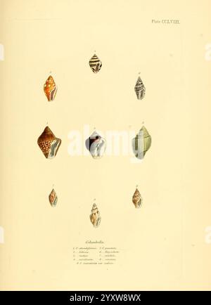 Conchologia systematica, vollständiges System der Conchologie, London, Longman, Brown, Green und Longmans, 1841-1842, Mollusks, Shells, Eine Sammlung von zwölf detailreich gestalteten Muscheln, die jeweils präzise ausgestellt wurden. Die Proben sind in einem Gittermuster angeordnet und zeigen eine Vielzahl von Formen und Mustern. Jede Schale ist nummeriert, was ihre Kennzeichnung oder Klassifizierung angibt, und unter den Schalen enthalten Etiketten zusätzliche Informationen zu ihnen. Das elegante Design unterstreicht die einzigartigen Texturen und Farben jeder Schale und veranschaulicht ihre natürliche Schönheit und Vielfalt. Stockfoto