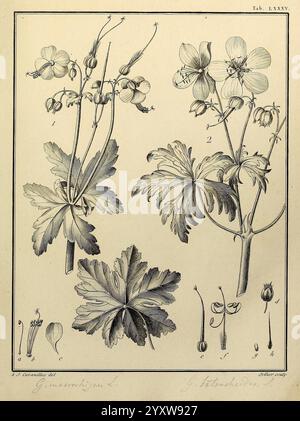 Monadelphiae, Classis, Dissertationes, Decem, Parisiis, apud F.A. Didot, 1785-1790, Pflanzen, Spermatophyten, Bildwerke, detaillierte botanische Darstellung der Pflanzenart *Gynandropsis gynandra*. Das Bildmaterial enthält eine Vielzahl von Elementen Stockfoto