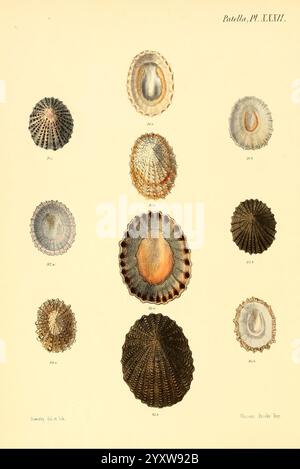 Conchologia iconica, Illustrationen der Muscheln von Weichtieren London, Reeve Brothers, 1843-1878. Weichtiere, Bildwerke, Muscheln, die Illustration zeigt eine Sammlung verschiedener Arten von Meeresbiventilen, die sich speziell auf verschiedene Arten von Patellen konzentrieren, die allgemein als Limpets bekannt sind. Das Display ist vertikal angeordnet und enthält eine Vielzahl von Formen und Mustern, die die einzigartigen Merkmale der einzelnen Proben hervorheben. In der obersten Zeile werden einige Beispiele dargestellt, die schrittweise zu robusteren und eindeutigeren Formen übergehen, wenn man sich nach unten bewegt. Jeder Limpet ist akribisch mit einer Nummer versehen Stockfoto