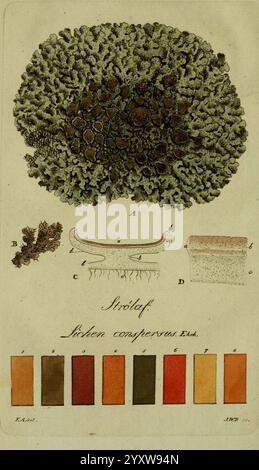 Svenska, Lafvarnas, färghistoria, Stockholm, Tryckt, hos, C. Delén, 1805-[1809], Färbeanlagen, wirtschaftliche Aspekte, Flechten, Schweden, New York Botanical Garden, Flechten conspersus, hsa Flora, Blumen, Botanik, die Abbildung zeigt eine detaillierte Darstellung eines Korallen- oder Meeresorganismus. Oben ist eine große, aufwändig strukturierte Korallenformation sichtbar, die ihre komplexe Morphologie unterstreicht. Unten finden Sie eine detaillierte Aufschlüsselung mit den Buchstaben A bis D, die verschiedene Aspekte und Strukturen der Probe zeigt. Diese Beschriftungen werden von einer Farbpalette am unteren Rand begleitet, die aus besteht Stockfoto