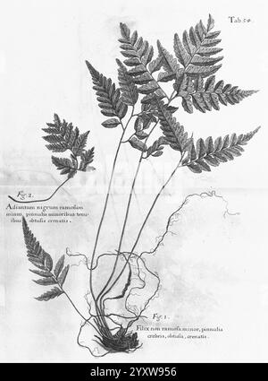 Eine Reise zu den Inseln, Madera, Barbados, Nieves, S. Christophers, und Jamaika, London, gedruckt von B. M. für den Autor 1707-1725, England, Pflanzen, Naturgeschichte, Jamaika, Botanik, Gravuren, 1707, Beschreibung und Reise, prälinneanische Werke, die Abbildung zeigt eine detaillierte botanische Darstellung einer Farnart mit mehreren fein gerenderten Wedeln mit aufwändig gelappten Flugblättern. Jeder Frond ist präzise dargestellt, wobei die zarten Adern und Texturen der Blätter hervorgehoben werden. Das Layout enthält beschriftete Abbildungen mit der Aufschrift „Abb. 1'' und ''Abb. 2'' mit eindeutigen Kennungen für t Stockfoto