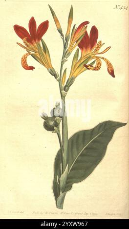 Das botanische Magazin, oder Blumengarten ausgestellt, 1790-1800, Botanik, Zeitschriften, malerische Werke, Curtis, Eine wunderschön illustrierte botanische Studie mit einem Arrangement von leuchtenden Blumen mit langen Blütenblättern und einer Mischung aus Rot-, Gelb- und Orangentönen. Die Blüten sind fein detailliert und zeigen ihre einzigartige Struktur, während ein großes grünes Blatt den Stiel trägt. Zusätzlich enthält die Abbildung, was wie Samenkörner in der Nähe der Basis der Blumenanordnung zu sein scheint, was der Komposition ein Element des Realismus und der Tiefe verleiht. Die Gesamtpräsentation kombiniert Scienti Stockfoto