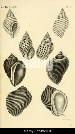 Le conchyliologiste universel, ou, figures des coquilles jusqu'à présent inconnues recueillies en divers voyages a la mer du sud depuis l'année 1764, Paris, A. Franck, libraire-éditeur, 1845, Mollusken, Bildwerke., Eine Sammlung detaillierter Illustrationen, die verschiedene Arten von Muscheln zeigen, die jeweils einzigartige Formen, Muster und Texturen aufweisen. Die Schalen reichen von glatten und spiralförmigen Formen bis hin zu aufwändig gestreiften und gepunkteten Designs. Es werden verschiedene Blickpunkte der einzelnen Schalenelemente angezeigt, die ihre unterschiedlichen Merkmale wie Grate, Öffnungen und Kurven hervorheben. In dieser Serie werden die folgenden Aspekte hervorgehoben Stockfoto