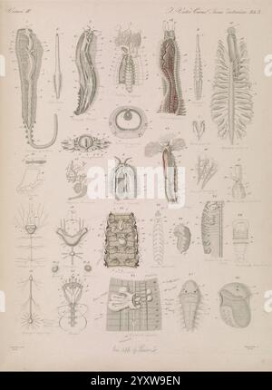 Icones zootomicae, Leipzig, W. Engelmann, 1857, Atlanten, Anatomie, Vergleich, eine komplizierte und lehrreiche Illustration, die verschiedene Meeresorganismen zeigt und ihre anatomischen Strukturen und Details zeigt. Die Zusammensetzung enthält eine Reihe von Arten, darunter feine Darstellungen von Kopffüßern, Krebstieren und anderen Wassertieren. Jede Probe ist sorgfältig mit Zahlen beschriftet, um einen Einblick in die spezifischen Teile und Merkmale zu erhalten, die hervorgehoben werden. Das Arrangement betont die Vielfalt von Form und Funktion innerhalb der Meereslebewesen und lädt die Zuschauer ein, die Komplexität der Ozeane zu erkunden Stockfoto