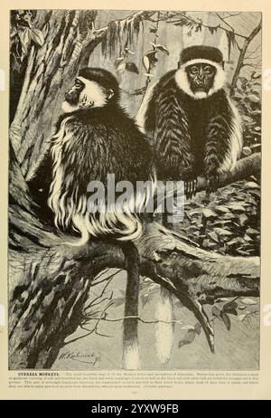 Brehm's Life of Animals, Band 1, Mammalia Chicago, Marquis, 1895, Affen, Säugetiere, schwarz-weißer Colobus, Tierverhalten Colobus guereza, Ein Paar Wollaffen steht auf einem Baumzweig, ihr weiches, dunkles Fell kontrastiert mit den helleren Tönen ihrer Schwänze. Sie sitzen ruhig, in verschiedene Richtungen und zeigen ihre unverwechselbaren, abgerundeten Köpfe, die mit einer Kappe aus schwarzem Pelz verziert sind. Die Umgebung ist reich an Laub und weist auf ihren natürlichen Lebensraum in den dichten Regenwäldern Südamerikas hin. Die akribischen Details spiegeln die Textur des Fells und das komplizierte Muster wider Stockfoto