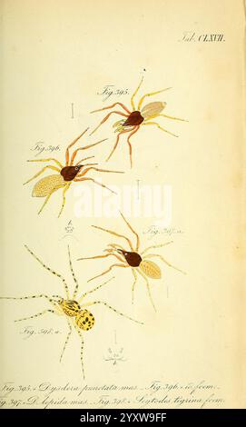 Die Arachniden, Nürnberg, in der C. H. Zeh'schen Buchhandlung, 1831-1848, arthropoda, arachnida, arthropod, die Abbildung zeigt eine detaillierte Untersuchung verschiedener Arachniden. Es enthält mehrere Darstellungen von Spinnen, die ihre einzigartigen physischen Eigenschaften hervorheben. Jede Probe ist nummeriert und zur Identifizierung gekennzeichnet, wobei Variationen in Größe, Färbung und Körperform zu erkennen sind. Die komplizierten Designs betonen die feinen Details ihrer Exoskelette, Beine und Markierungen und spiegeln die Vielfalt und Komplexität dieser Kreaturen in ihrem natürlichen Lebensraum wider. Die Anordnung erlaubt eine com Stockfoto