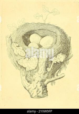 Harmonia ruralis, oder ein Essay zu einer Naturgeschichte der britischen Singvögel, London, gedruckt und verkauft vom Autor 1794-1796, England, Vögel, Eier, Nester, ausgezeichnete, malerische Arbeiten, Eine wunderschön detaillierte Illustration eines Vogelnest, fachmännisch mit zarten Linien gefertigt. Das Nest aus Zweigen und Blättern ist in die Baumbeuge eines Baumzweigs eingebettet und zeigt die natürliche Textur von Holz und Laub. Im Inneren sind drei glatte, ovale Eier sorgfältig positioniert, was das Versprechen auf neues Leben suggeriert. Die umliegenden Blätter geben einen Hauch von Grün, was das Gefühl einer ruhigen, natürlichen Umgebung unterstreicht Stockfoto