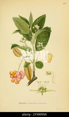 Billeder af nordens Flora København, G.E.C. Gad's Forlag, 1917-1927, Finnland, Bildwerke, Pflanzen, Skandinavien, der New York Botanical Garden, Euonymus europaeus, Benved, die Illustration zeigt die Pflanze Evonymus europaeus, allgemein bekannt als Spindelbaum. Es zeigt eine detaillierte Darstellung der Blätter, Blumen und Früchte der Pflanze. Neben der Pflanze gibt es beschriftete Teile, die verschiedene Entwicklungsstadien anzeigen, einschließlich der Blüten, Samenkapseln und einem Abschnitt, in dem Samen angezeigt werden. Die Anordnung hebt die botanischen Merkmale hervor und lenkt die Aufmerksamkeit auf die einzigartige Struktur von Stockfoto