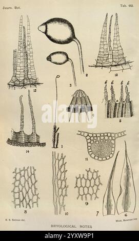 Journal of Botanik, British and Foreign. London, Robert Hardwicke, 1863-1942. Botanik, Großbritannien, Zeitschriften, Pflanzen, Eine detaillierte Illustration, die verschiedene Arten von Bryophyten zeigt, insbesondere mit dem Schwerpunkt auf Strukturen wie Kapseln, Sporophyten und Gametophyten. Zu den bemerkenswerten Merkmalen gehören langgezogene, turmartige Formen und komplizierte Zellmuster, die die Vielfalt der Moose und Leberwürze hervorheben. Jeder beschriftete Abschnitt zeigt die einzigartige Morphologie dieser Pflanzen, einschließlich Details ihrer Fortpflanzungsteile und Anordnung der Zellen. Die komplizierte Linienarbeit betont das zarte Stockfoto