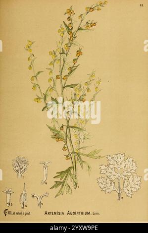 Amerikanisch, medizinisch, Pflanzen, New York, Boericke & Tafel, c1887, Botanik, Medizin, USA, Artemisia Absinthium, medizinische Botanik, die Illustration zeigt die Pflanze Artemisia absinthium, allgemein bekannt als Wermut. Die zentrale Darstellung zeigt einen hohen Stiel mit schlanken, gezackten Blättern und kleinen gelben Blüten, die entlang ihrer Länge blühen. Neben dem Stiel befinden sich detaillierte Darstellungen verschiedener botanischer Merkmale: Die Blütenstrukturen, Blattmuster und eine Nahaufnahme des Blattes. Die komplizierten Details heben die charakteristischen Texturen und Formen der Pflanze hervor Stockfoto