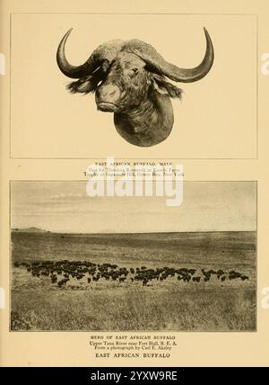 Lebensgeschichten afrikanischer Wildtiere, New York, C. Scribner's Sons, 1914, Africa, Buffalo, East, Bovidae, Säugetiere, Cape Buffalo, afrikanischer Büffel, Caffer, Syncerus Caffer, Syncerus Caffer, im oberen Bereich zeigt sich der Kopf eines männlichen ostafrikanischen Büffels mit seinen auffälligen Hörnern und robusten Eigenschaften, die auf seine Stärke und Widerstandsfähigkeit in der Wildnis hinweisen. Unten ist eine riesige Herde ostafrikanischer Büffel dargestellt, die in einer natürlichen Landschaft weidet und ihr soziales Verhalten und das weitläufige Gelände veranschaulicht, in dem sie leben. In der Abbildung werden die beiden individuellen Merkmale von t hervorgehoben Stockfoto