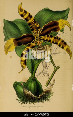 Annales de la Société royale d'Agriculture et de botanique de Gand, Gand, Société royale d'Agriculture et de botanique, 1845-1849, Botanik, Gartenbau, Gesellschaften, Blumen, Odontoglossum grande, diese Illustration zeigt den unverwechselbaren Otonloglottis grande, der seine auffällig gemusterten gelben und braunen Blütenblätter zeigt, die an zarte, lange Arme erinnern. Die mittlere Lippe ist mit komplizierten Details verziert, die sich wunderbar von den üppig grünen Blättern abheben, die die Blüte darunter prägen. Stämme und Knospen sind abgebildet, die auf die natürliche Wachstumsumgebung der Pflanze hinweisen. Die Komposition hebt t hervor Stockfoto