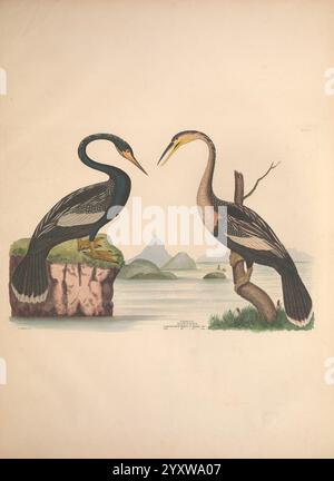 Illustrationen der amerikanischen Ornithologie von Alexander Wilson und Charles Lucien Bonaparte, Edinburgh, Frazer & Co, 1835, Birds, USA, Nordamerika, Anhinga, Alexander Wilson, Bildwerke, anhinga, Taxonomie: Familie = Anhingidae, anhinga, anhinga, Charles Lucien Bonaparte, anhinga. zwei elegante Vögel stehen einander gegenüber, jeder mit einem atemberaubenden Gefieder. Der Vogel auf der linken Seite ist mit einem tiefen, satten schwarzen Fell und markanten weißen Akzenten auf seinen Flügeln verziert, die anmutig auf einem Felsvorsprung thront. Der lange, schlanke Hals ist elegant und weist auf sein neugieriges Demeano hin Stockfoto