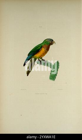 Iconographie des perroquets, Paris, P. Bertrand, 1857 Bird, Birds, Papageien, Papageien, Bildwerke, populäre Werke, Eupsittula cactorum, Cactus Sittiet, Ein anschaulich illustrierter Papagei, der auf einem grünen Kakteen thront. Der Vogel zeigt ein markantes Gefieder mit leuchtenden Grün-, Gelb- und subtilen Blautönen auf seinen Flügeln. Der Schnabel ist leicht offen, was auf ein lebhaftes Verhalten hindeutet, während der Hintergrund einen weichen, neutralen Ton bietet, der die farbenfrohen Details des Papageiens betont. Die aufwändige Wiedergabe hebt die Federstruktur und die natürliche Pose des Vogels hervor und zeigt seine Schönheit in einem ruhigen bo Stockfoto