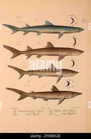 Neue Wirbelthiere zu der Fauna von Abyssinien gehörig, Frankfurt am Main, S. Schmerber, 1835-1840 Tiere, Klassifizierung, Äthiopien, Identifizierung, Meeresfische, Rotes Meer, Zoologie, Hai, Eduard Rüppell, Friedrich Carl Vogel, Ichthyologie, Fisch, Carcharhinus albimarginatus, Carcharhinus albimarginatus, Silberspitzenhai, Carcharhinus obesus, Triaenodon obesus, Weißspitzenriffhai, Carcharhinus acutidens, Negaprion acutidens, Sichelflossen-Zitronenhai, Carcharhinus acutus, Rhizoprionodon acutus, Milchhai, hist sci Art, das Bild zeigt eine detaillierte Abbildung, die vier verschiedene haifischspezies zeigt Stockfoto