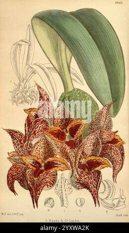 Curtis's Botanical Magazine, London, New York, Botanical Illustration, Botanical Zeitschriften, Bildwerke, Pflanzen Zierpflanzen, Curtis, Bulbophyllum macrobulbum, Taxonomie: Familie = Orchidaceae, Neuguinea, Matilda Smith, Women in Science., diese Illustration zeigt eine lebendige Komposition exotischer Orchideen, die auffällig aufwendig gemusterte Blüten mit satten kastanienbraunen und goldgelben Tönen zeigen. Die Blüten weisen eine auffällige Textur auf und zeigen markante gepunktete Muster, die ihren Reiz verstärken. Im Hintergrund ist eine elegante grüne Knospe zu sehen, die auf den Lebenszyklus der Pflanze hinweist. Sur Stockfoto