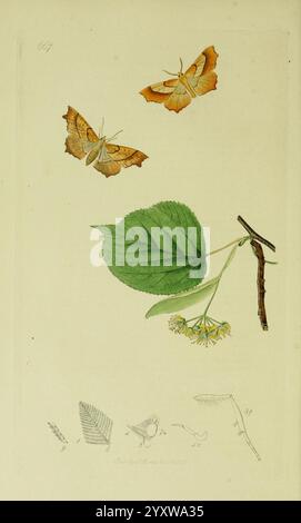 Britisch, Entomologie, London, gedruckt für den Autor 1823-1840 [d. h. 1840], Botanik, Großbritannien, Insekten, Bildwerke, eine detaillierte Abbildung zeigt zwei orangefarbene Motten, die anmutig über einem grünen Blatt schweben, begleitet von einem kleinen Zweig und zarten weißen Blüten. Unten finden Sie komplizierte Skizzen, die verschiedene Pflanzenmerkmale darstellen, darunter einen Farn und zusätzliche botanische Elemente, die die Vielfalt der natürlichen Welt hervorheben. Die Komposition betont die Beziehung zwischen den Insekten und ihrer Umwelt und fängt einen Moment der natürlichen Schönheit ein. Stockfoto