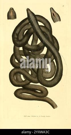 The British Miscellany, London, gedruckt von R. Taylor & Co, und verkauft vom Autor J. Sowerby von White, Johnson, Symonds und allen anderen Buchhändlern, 1806, Großbritannien, Bildwerke, Zoologie, James Sowerby, James Sowerby, Großbritannien, diese Illustration zeigt eine detaillierte Darstellung einer Schlange, die ihren langen, geschwungenen Körper mit anmutigen Kurven zeigt. Die Kreatur wird in einer drehenden Bewegung dargestellt, die ihre schlanken, glatten Skalen betont. Oben sind zwei kleinere Köpfe zu sehen, die möglicherweise eine bestimmte Art oder Variation darstellen. Die komplizierten Linien und Schattierungen heben das anat hervor Stockfoto