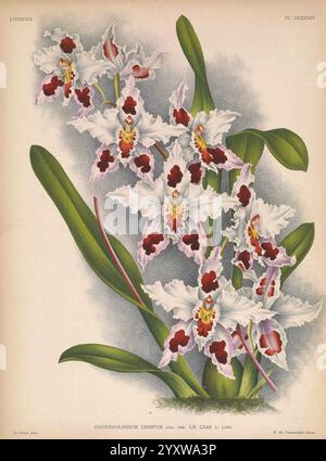 Lindenia Gand [Belgien] Impr. F. Meyer-van Loo 1885-1906 Klassifizierung Reiseführer Identifikation Nomenklatur populäre Nomenklatur Orchidaceae Orchideen Bildwerke Terminologie Blumen Stiele Blätter, Eine atemberaubende Illustration der Odontoglossum crispum Orchidee, die ihre komplexen Blüten und lebendigen Details zeigt. Die Blüten sind mit zarten weißen Blütenblättern mit markanten kastanienbraunen und gelben Markierungen versehen, die einen fesselnden visuellen Kontrast schaffen. Saftig grüne Blätter bilden die Komposition elegant und betonen die Schönheit der Orchidee. Diese Darstellung hebt die komplizierte natürliche Deta hervor Stockfoto