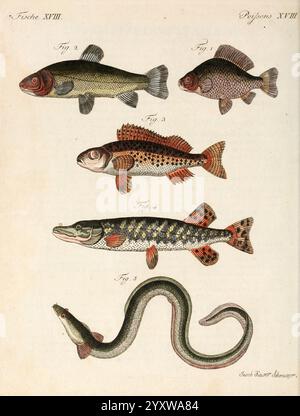 Porte-feuille Instruktif et amusant pour la jeunesse, à Vienne, Chez Antoine Pichler, 1807, Naturgeschichte, Juvenile Works, Woods Hole, die Illustration zeigt eine Auswahl von Fischen, die jeweils mit ihren jeweiligen Zahlen zur Identifizierung gekennzeichnet sind. Oben sind verschiedene Arten dargestellt, die ihre einzigartigen Formen und Muster demonstrieren. Die erste Figur zeigt einen kräftigen Fisch mit dunklem, meliertem Aussehen, während die zweite ein runderes, lebendiges Exemplar mit markanter Färbung zeigt. Die dritte Figur zeigt einen Fisch, der durch gefleckte Markierungen gekennzeichnet ist, und die vierte zeigt einen schlanken Stockfoto