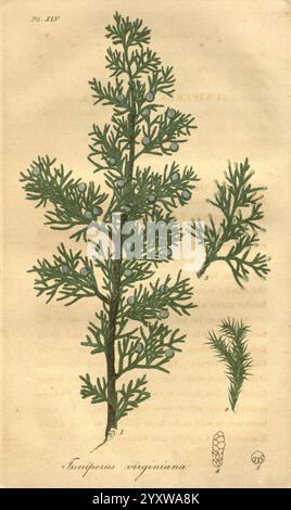 Amerikanisch, medizinisch, Botanik, Boston, Cummings, und Hilliard, 1817-1820, Werke, USA, Botanik, Medizin, Pflanzen, Juniperus virginiana, Botanik, medizinisch, materia medica, vegetarisch, zeigt die Illustration eine detaillierte botanische Darstellung von Juniperus virginiana, allgemein bekannt als Eastern Red Cedar. Die Pflanze weist ihre charakteristischen nadelförmigen Blätter auf, die verschiedene Astkonfigurationen zeigen. Der größere Zweig wird durch kleinere Äste begleitet, die die Textur und Form der Pflanze hervorheben. In der Nähe der Basis sind stilisierte Darstellungen der Samen der Pflanze enthalten, die ihre Reproduktion betonen Stockfoto