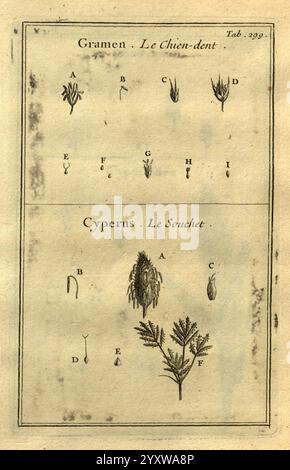 Josephi Pitton Tournefort Institutiones rei herbariae Parisiis, E Typographia Regia, 1700-[1703] Botanik, prälinneanische Werke. Die Illustration zeigt botanische Studien, die zwei unterschiedlichen Pflanzentypen gewidmet sind: Gramen, allgemein bekannt als Le Chien-dent, und Cyperus, bezeichnet als Le Souchet. Stockfoto