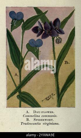 Wildblumen, östlich der Rockies, New York, 1910, USA, Wildblumen, eine künstlerische Illustration zeigt zwei verschiedene Pflanzen nebeneinander, gekennzeichnet mit A und B. auf der linken Seite mit A ist die Tagblume (Commelina communis) zu sehen, die sich durch ihre zarten blauen Blüten und schlanken grünen Stiele auszeichnet. Auf der rechten Seite, gekennzeichnet mit B, befindet sich die Spinnenwurz (Tradescantia virginiana), die für ihre tiefvioletten Blüten und das üppige grüne Laub bekannt ist. Beide Pflanzen werden mit Liebe zum Detail dargestellt, wobei ihre Texturen und Farben hervorgehoben werden, darunter auch ihre wissenschaftlichen Namen. Stockfoto