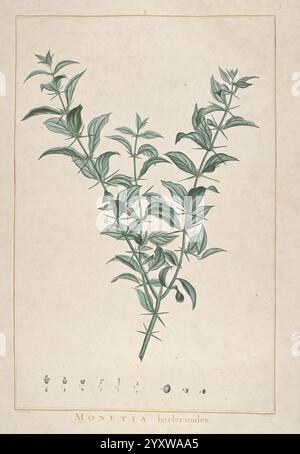 Stirpes novae, Parisiis, ex typographia Philippi Dionysii Pierres, 1784-85, Plants, Eine detaillierte botanische Illustration, die einen Zweig von Monettia barleriodes zeigt. Die Abbildung zeigt die charakteristischen länglichen Blätter der Pflanze mit einem satten grünen Farbton, die symmetrisch entlang des Stängels angeordnet sind. Kleine Früchte sind in der Nähe der Basis abgebildet, was die botanischen Details unterstreicht. Unterhalb der Hauptdarstellung werden verschiedene Stufen oder Aspekte der Pflanze durch eine Reihe von empfindlichen Umrissen dargestellt, die weitere wissenschaftliche Referenz liefern. Die Gesamtzusammensetzung fängt das Wesen der Art mit Präzision und Highlight ein Stockfoto