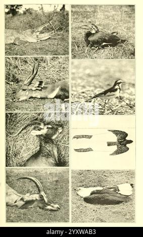 Afrikaner, Spiel, Trails, London, John, Murray, 1910, Jagd, Uganda, Beschreibung, und Travel, Africa, East, das Display zeigt eine Collage verschiedener Tiermotive in verschiedenen Positionen und Settings. In der oberen Reihe befindet sich ein Hirsch mit markanten Geweihen, der seine komplizierte Schädelstruktur zeigt, gefolgt von einem Vogel mit markantem Gefieder, der wahrscheinlich auf dem Boden sitzt oder in irgendeinem Verhalten verwickelt ist. Die mittlere Reihe zeigt eine Seitenansicht einer Antilope oder eines ähnlichen Weidetieres und hebt dessen anmutige Körperlichkeit und Lebensraumdetails hervor. Ein kleiner Vogel, möglicherweise ein singvogel, wird in einem anderen Bild dargestellt, einem Dämon Stockfoto