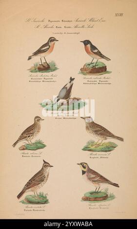 Danmarks Fugle, beskrevne, Kjøbenhavn, Forfatterens Forlag, 1851-1852, Vögel, Dänemark, Skandinavien, Färöer, Bildwerke, Oenanthe oenanthe, Saxicola rubicola, Europäischer Steinechat, Galerida cristata, Haubenlarche, Lullula arborea, waldlark, nördlicher Spitzbart, Alauda arvensis, Skylark, Saxicola rubetra, Eremophila alpestris, Gehörnte Lerche, Winchat, das Kunstwerk zeigt eine Sammlung von ornithologischen Illustrationen, die verschiedene Vogelarten in einer detaillierten und künstlerischen Weise darstellen. Jeder Vogel wird auf einem natürlich aussehenden Barsch dargestellt, umgeben von zartem Laub, das seine natürliche Gestalt unterstreicht Stockfoto