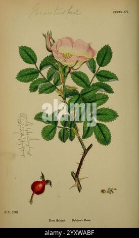 Englische Botanik farbige Figuren British Plants London R. Hardwicke 1863-1886 Great Britain Pictorial Works Plants, die Illustration zeigt eine zarte Darstellung von Rosa Sabini, allgemein bekannt als Sabine's Rose. Die Pflanze ist mit ihren charakteristischen Stämmen dargestellt, die mit leuchtend grünen Blättern verziert sind. Eine blassrosafarbene Blume blüht auffällig und zeigt ihre weichen Blütenblätter, die von einem kräftigen Farbton an der Basis zu einem helleren Farbton an den Spitzen übergehen. Unter der Blüte ist eine einzelne rote Hagebutte abgebildet, die vor dem grünen Laub hervorgehoben ist und die Frucht der Pflanze anzeigt. Dieses botanische Stück Ma Stockfoto