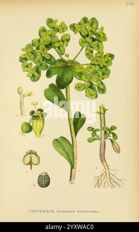 Billeder af Nordens Flora, København, G.E.C. Gad, 1901-1903 [d. h. 1907], Pictorial Works, Pflanzen, Skandinavien, diese Illustration zeigt die verschiedenen Teile der Euphorbia helioscopia Pflanze, allgemein bekannt als Sonnenspurge. Die zentrale Darstellung zeigt die grünen Blätter und Stiele der Pflanze, die ihre Wachstumsform hervorheben. Um die Hauptpflanze herum befinden sich detaillierte Zeichnungen ihrer Blumen, Früchte und Wurzeln, die mit Nummern zur Identifizierung gekennzeichnet sind. Die nummerierten Abschnitte geben Einblicke in die Fortpflanzungselemente und die Samenstruktur und betonen die botanischen Eigenschaften der Pflanze. Die Illustration Stockfoto