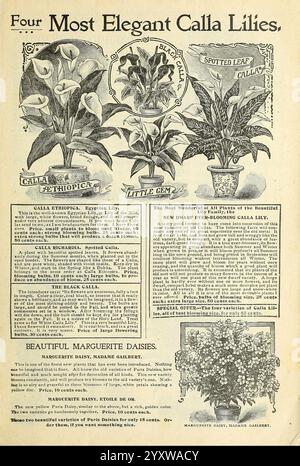 Die besten Häuser in Amerika Pflanzen meine Blumen, warum nicht? Springfield, Ohio Baines 1899 Flowers Seeds Kataloge Pflanzen Zierzwiebeln Pflanzen Handel Kataloge Saatindustrie und Handel Gartengeschichten in der Blüte zeigt die Illustration vier elegante Calla-Lilien, die jeweils mit ihrem spezifischen Namen gekennzeichnet sind. Zu den ausgestellten Lilien gehören Calla Äthiopica, bekannt für sein markantes Aussehen, und die Little Gem Variante, die durch ihre Größe und ihren Charme zu erkennen ist. Das Design hebt auch die gepunktete Leaf-Sorte und Calla Richardia hervor, die beide einzigartige Eigenschaften aufweisen. Neben den Calla-Lilien gibt es einen Abschnitt Stockfoto