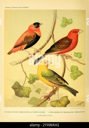 Das illustrierte Buch von Kanaren und Käfigvögeln, britisch und fremd, Petter, Galpin & Co, [1878?] Käfigvögel, Kanarienvögel, Museum für vergleichende Zoologie, Vögel, Ornithologie, die Illustration zeigt drei farbenfrohe Vögel auf Ästen, die jeweils eine eigene Art darstellen. Der erste Vogel, ein markanter karmesinrote Weber, zeigt ein elegantes schwarz-rotes Gefieder mit einer unverwechselbaren Krone in leuchtendem Rot auf dem Kopf. Als Nächstes folgt der rothaarige oder madagassische Webervogel, der sich durch seine warme rötliche Farbe und die komplizierten Muster auszeichnet und einen Hauch exotischen Charme verleiht. Schließlich der safranfink Stockfoto