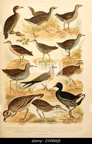 Atlante ornitologico, 1902, Birds, Europe, Eine Sammlung von illustrierten Vögeln, die verschiedene Arten der Familie der Schienen und ihrer Verwandten zeigen. Das Arrangement enthält detaillierte Darstellungen ihrer einzigartigen Merkmale wie Gefieder, Körperformen und eine ausgeprägte Farbgebung. Jeder Vogel ist nummeriert und beschriftet, was einen Einblick in seine wissenschaftliche Klassifizierung gibt. Die Vielfalt dieser Wasservögel, die sowohl häufige als auch weniger bekannte Arten vor einer naturalistischen Kulisse, die ihre Lebensräume widerspiegelt, aufweisen. Stockfoto