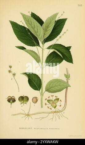 Billeder af nordens Flora København, G.E.C. Gad's Forlag, 1917-1927, Finnland, Bildwerke, Pflanzen, Skandinavien, der New York Botanical Garden, Mercurialis perennis, bingelurt, Mercurialis perennis, diese Illustration zeigt die Pflanze Mercurialis perennis, allgemein bekannt als Hundefrequecksilber. Im Mittelpunkt stehen die für die Pflanze charakteristischen grünen Blätter und Blütentrauben. Die Hauptdarstellung umgibt detaillierte botanische Skizzen, einschließlich beschrifteter Diagramme verschiedener Teile wie Blumen, Samen und Wurzelsystem. Jede Funktion wird sorgfältig gerendert, um anatomische Aspekte hervorzuheben Stockfoto