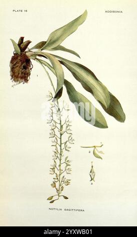 Addisonia, New York, New York Botanical Garden, 1916-1964, Zeitschriften, Bildwerke, Pflanzen, USA, Blumenzeitschriften, Addison Brown Fund, Pflanzen der Neuen Welt, wissenschaftliche Blumenillustrationen, botanische Illustration, Notylia sagittifera, Mary Emily Eaton, Eine botanische Illustration mit der Notylia sagittifera Orchidee. Das Kunstwerk zeigt eine detaillierte Darstellung der Struktur der Pflanze und hebt den langen Blütenstachel hervor, der mit zarten Blüten verziert ist. Die Blätter sind breit und lang und deutlich neben dem blühenden Stiel zu sehen. Zusätzlich wird die Abbildung in angezeigt Stockfoto