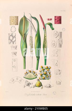 Icones Aroidearum Vindobonae 1857 araceae Bildwerke Aroids Diffenbachia robusta, die Illustration zeigt verschiedene Aspekte einer blühenden Pflanze und hebt ihre Besonderheiten und Strukturen hervor. Im Zentrum der Zusammensetzung stehen drei hohe, längliche Blütenspitzen, die jeweils unterschiedliche Blütestadien darstellen. Um diese Spitzen herum sind detaillierte Studien von floralen Komponenten, einschließlich Nahaufnahmen der reproduktiven Elemente, Blätter und Querschnitte, die Texturen und Muster offenbaren. Die Anordnung betont die Feinheiten der botanischen Morphologie, wobei die Beschriftungen auf Diverere hinweisen Stockfoto